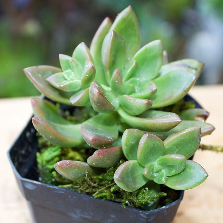 piante grasse crassula