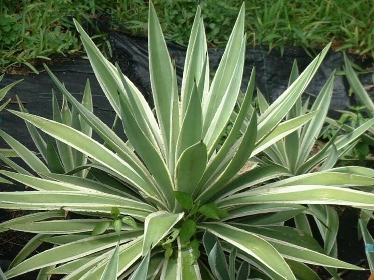 agave