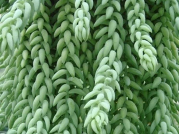 sedum morganianum