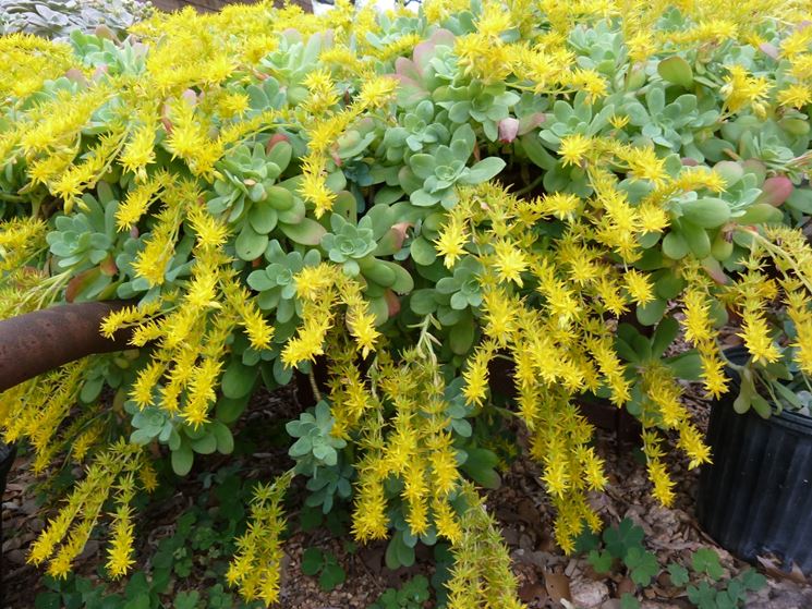 decorazioni con sedum Palmieri