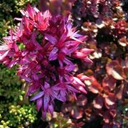 sedum pianta