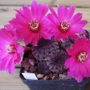 Rebutia