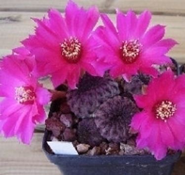 Rebutia