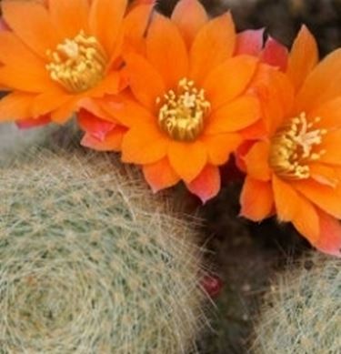 Rebutia