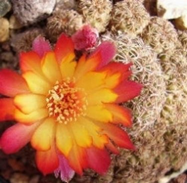 Rebutia