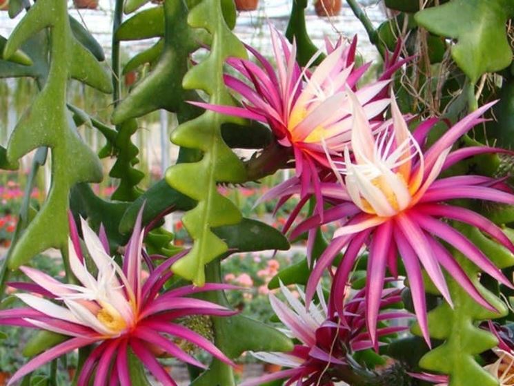 Selenicereus anthonyanus