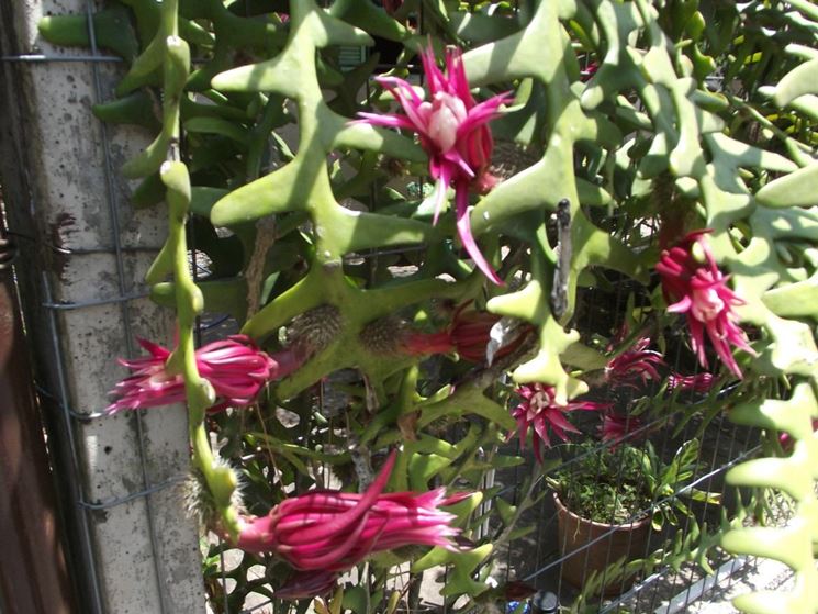 pianta di selenicereus
