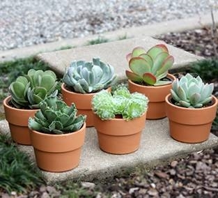 vasi piante grasse - Piante Grasse