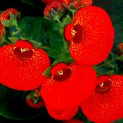 fiore calceolaria