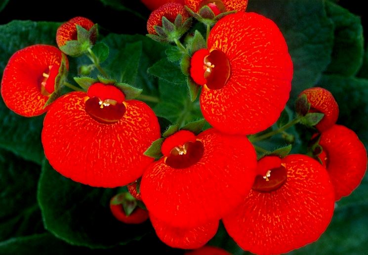 fiore calceolaria