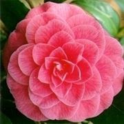 camelia