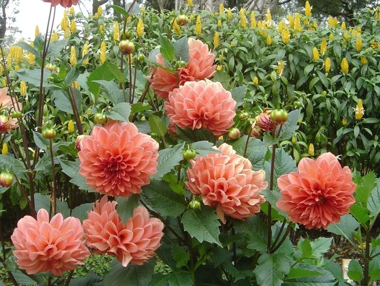 dalia