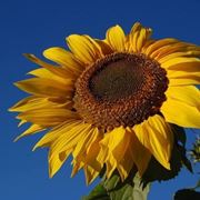 foto girasole