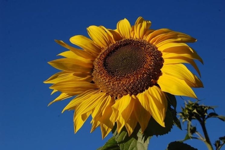 foto girasole