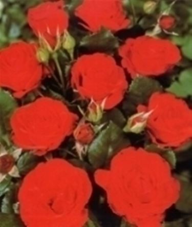 rosa gallica