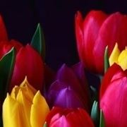 foto tulipano