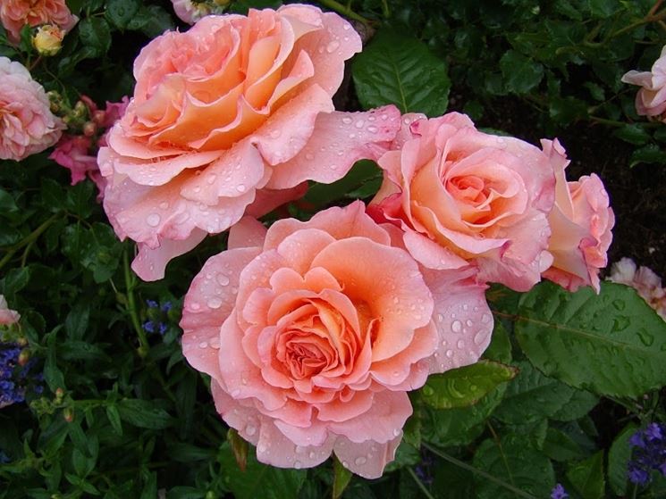 rose augusta luise