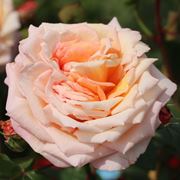 rosa barock