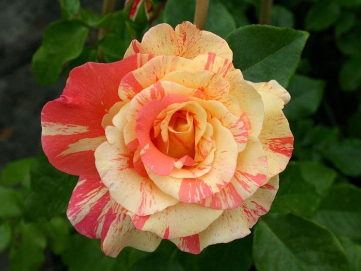 rosa caribia