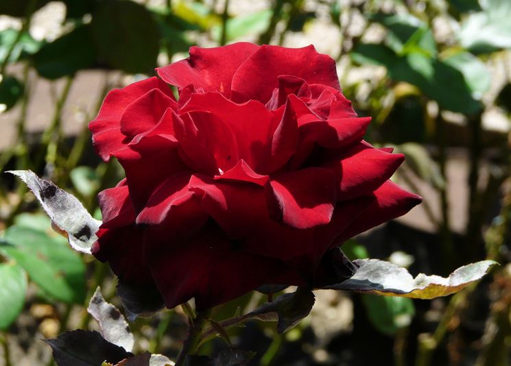 rosa Grand Chateau