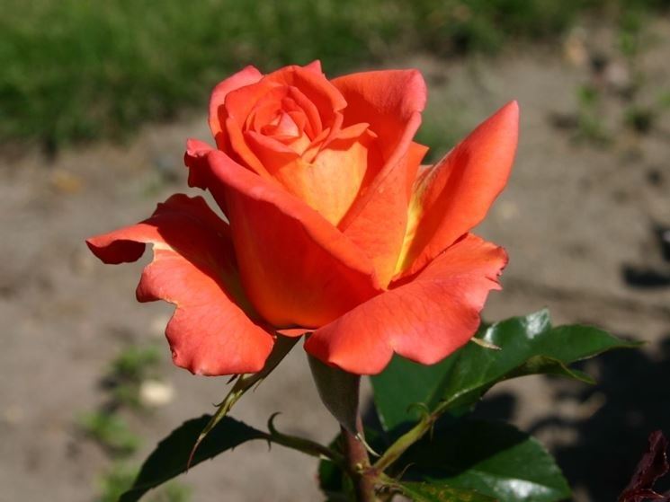 rose monica