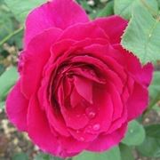 rosa nuit d'orient