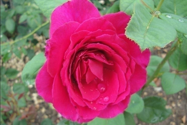 rosa nuit d'orient