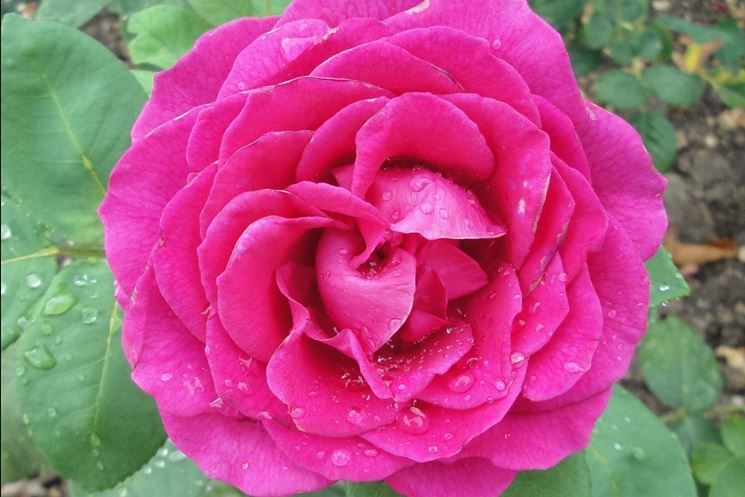 rose nuit d'orient