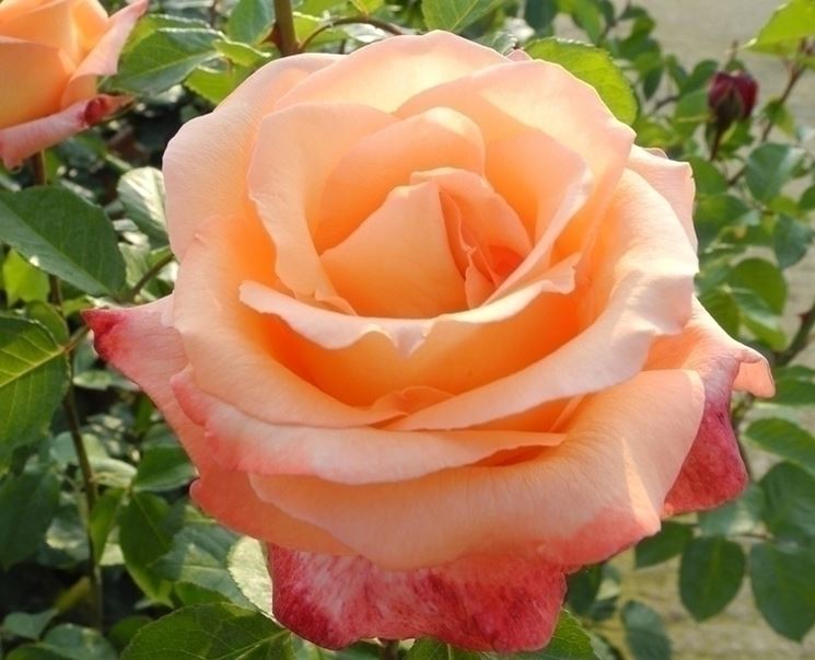 rosa peccato di gioia