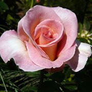 rosa summer lady