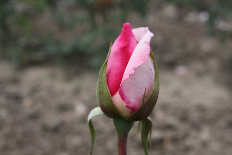 bocciolo rosa wimi