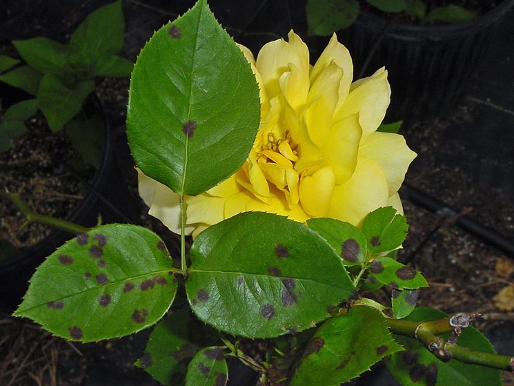 malattia rosa