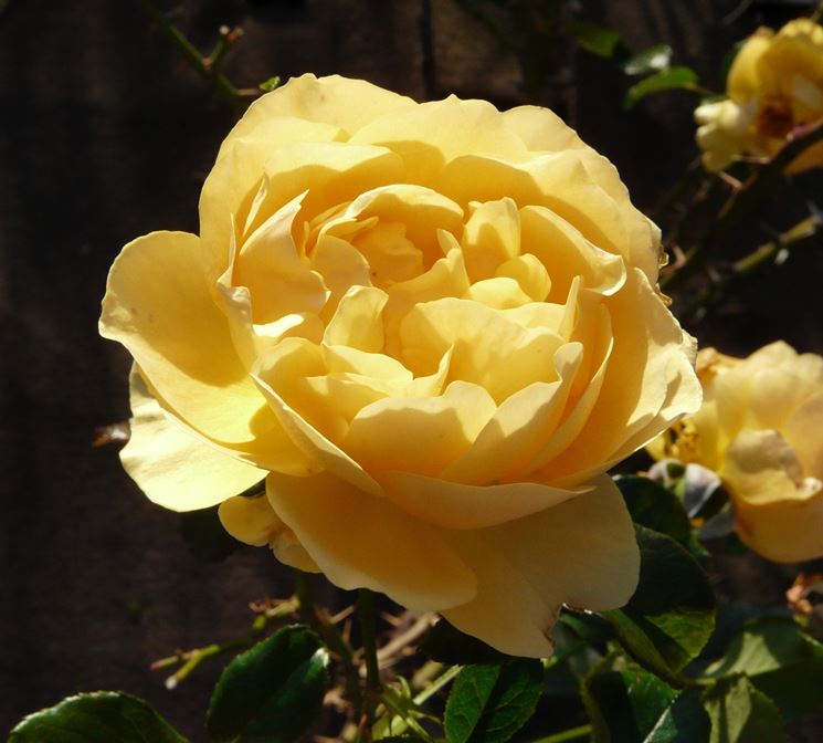 rosa amber queen