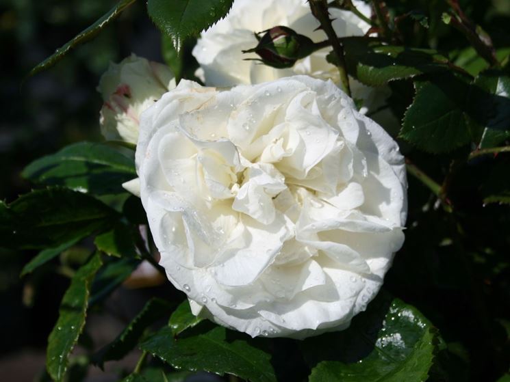 rosa la paloma 85