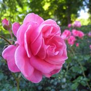 rosa polianta