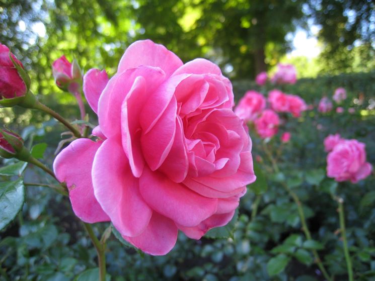 rosa polianta