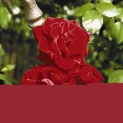 rosa santana