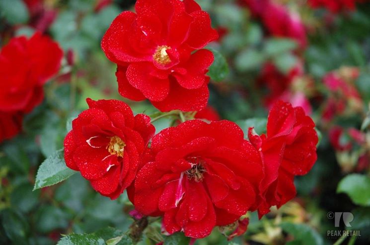 rosa austriana