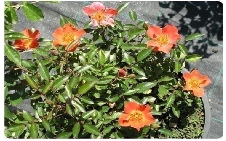 rosa camargue