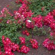 rosa tapis rouge