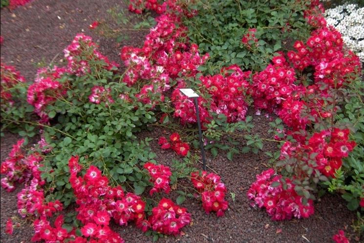 rosa tapis rouge