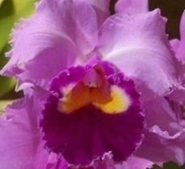 Cattleya