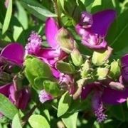 Polygala