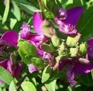 Polygala