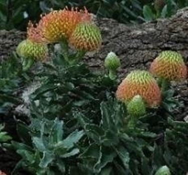 Leucospermum