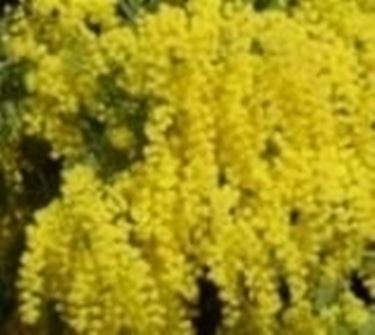 regalare mimose