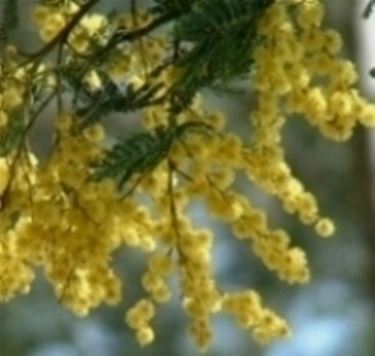 regalare mimosa