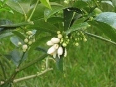 fiori di limone