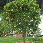 calamondino