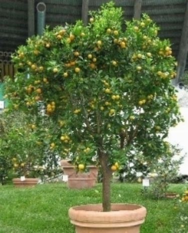 calamondino